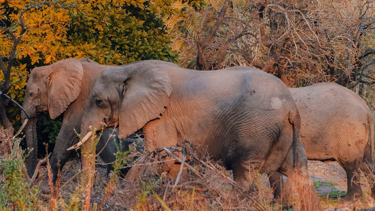 1 Day Mikumi Safari from Zanzibar