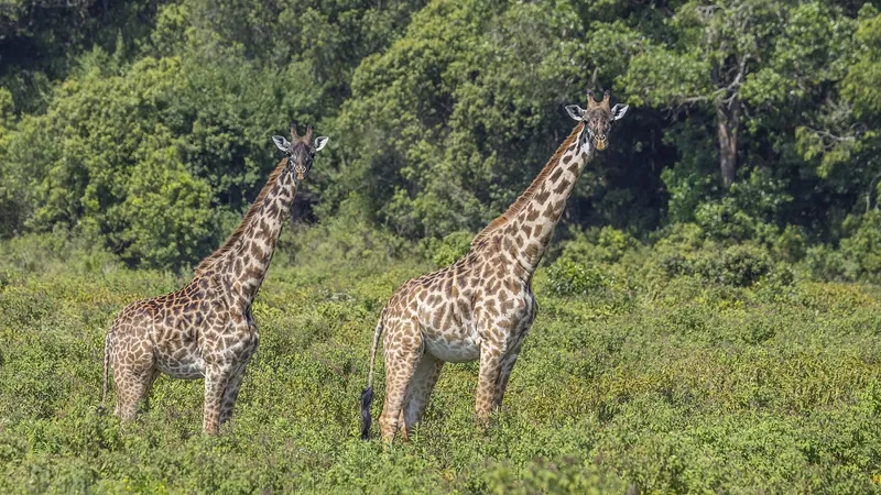5 Days Northern Tanzania Classic Safari from Zanzibar