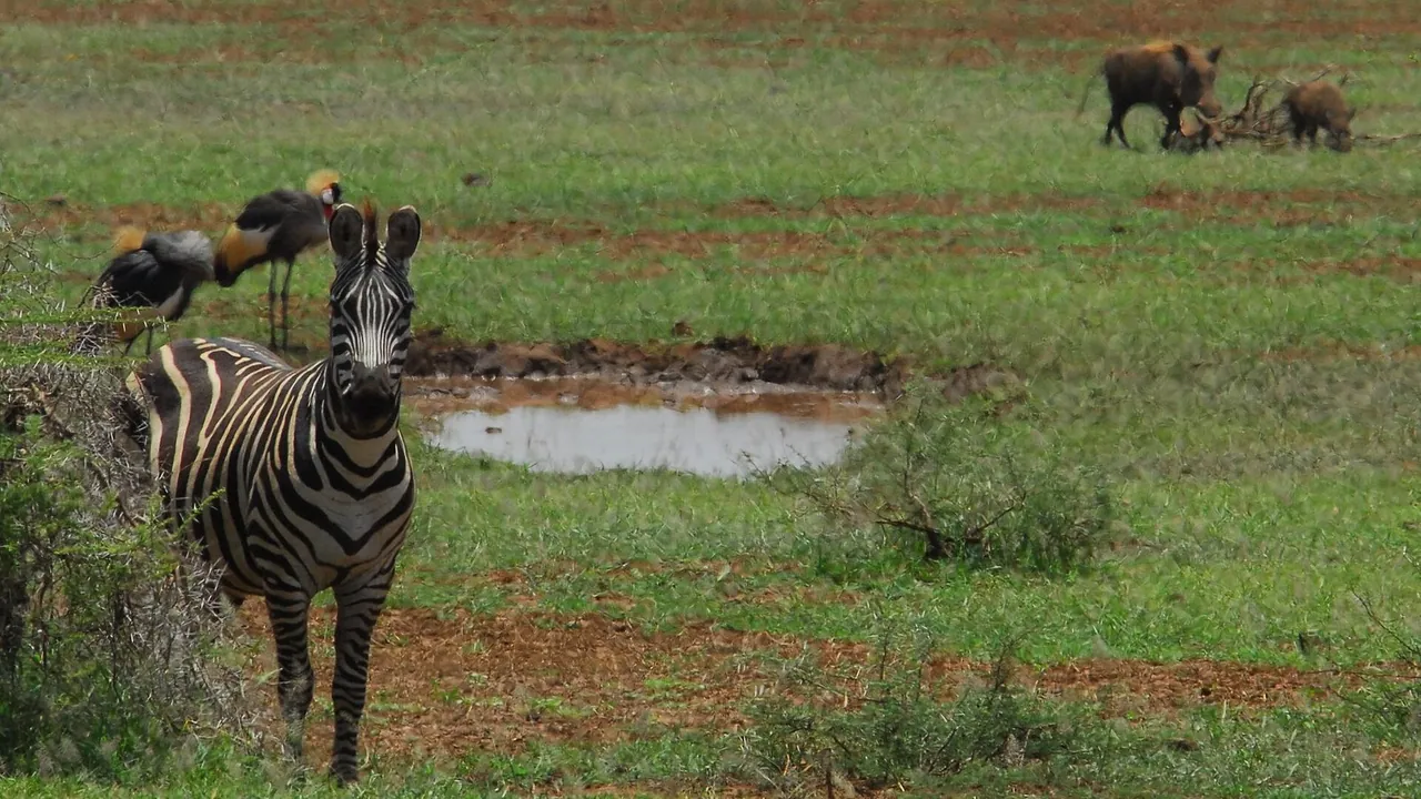 5 Days Northern Tanzania Wildlife & Culture Safari from Zanzibar
