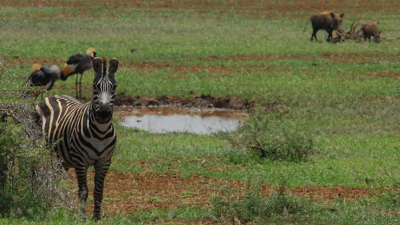 5 Days Northern Tanzania Wildlife & Culture Safari from Zanzibar