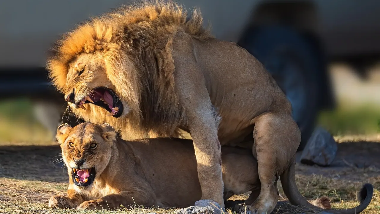 2 Days Arusha National Park & Tarangire Safari from Zanzibar