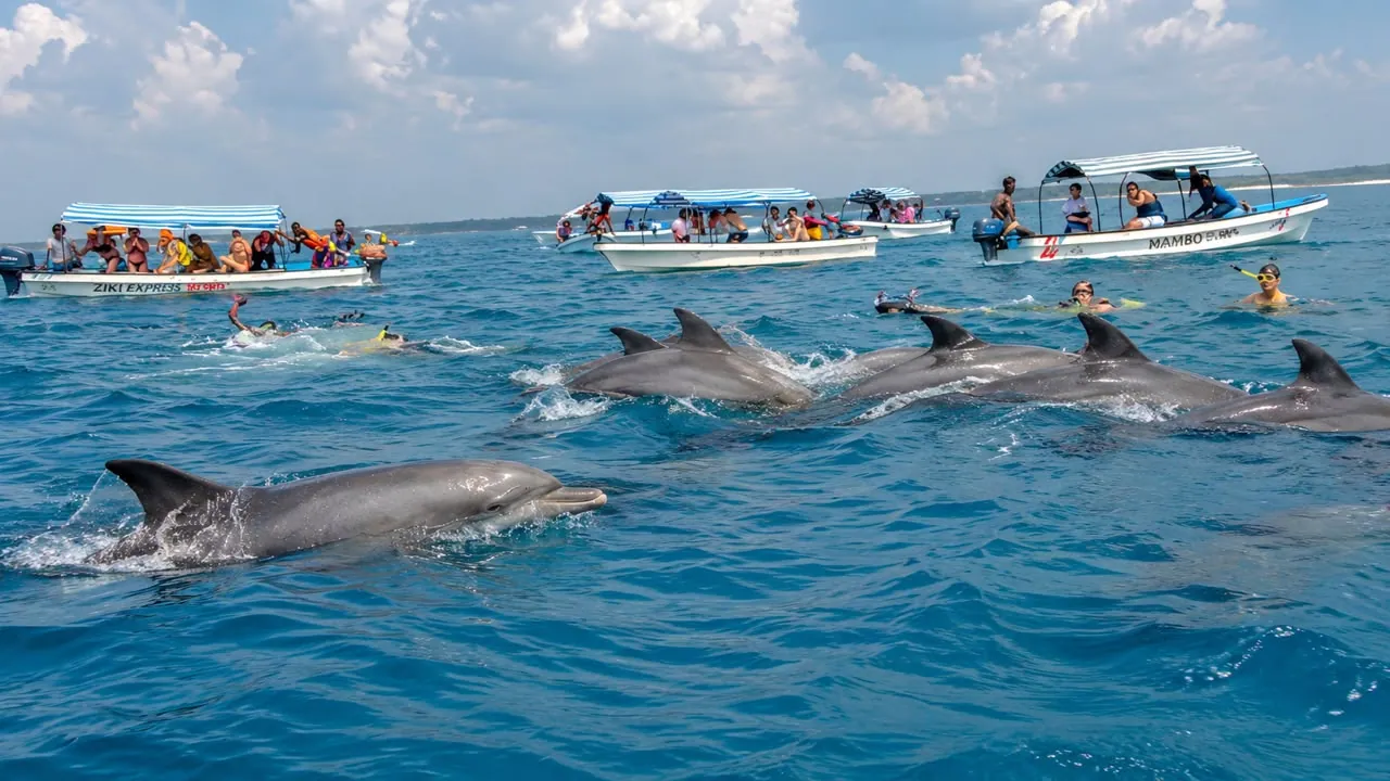Dolphin Watching & Snorkeling Experience