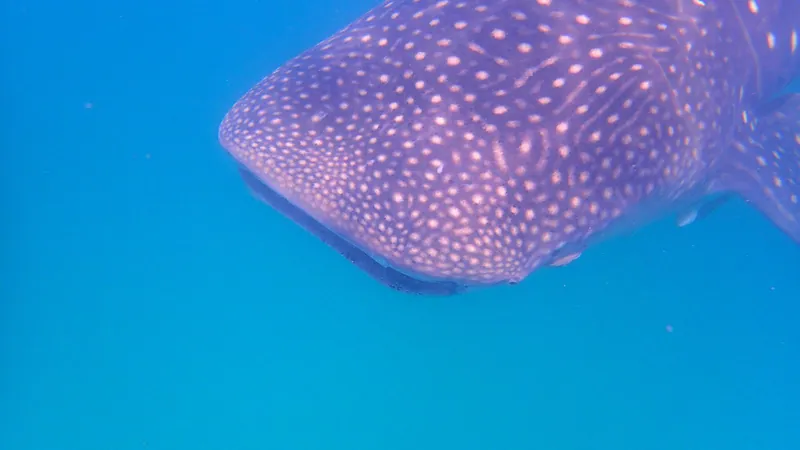 Mafia Island Whale Shark Getaway from Zanzibar
