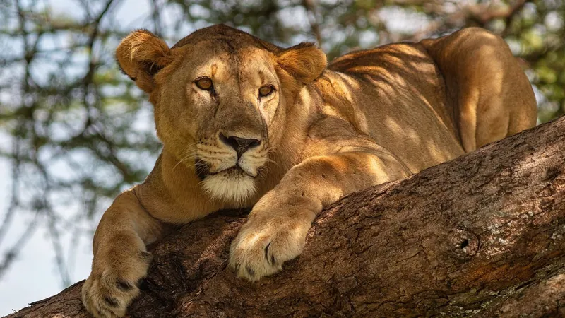 4 Days Tarangire, Ngorongoro & Lake Manyara Safari from Zanzibar