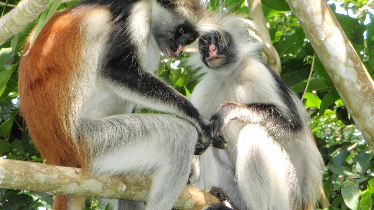 Jozani Forest & Kuza Cave Half-Day Tour