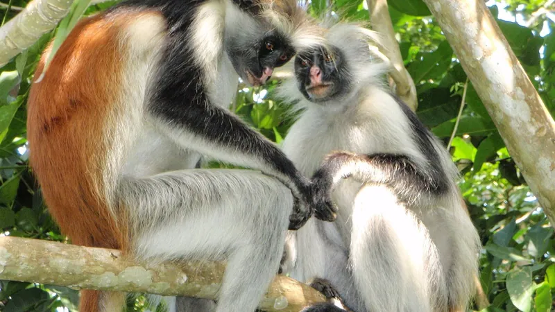 Jozani Forest & Kuza Cave Half-Day Tour