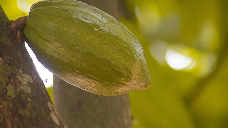 Zanzibar Spice Farm Experience